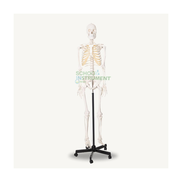 Life-Sized Human Skeleton Model